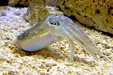 Cuttlefish John Cooney