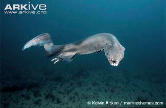 Frilled-shark-Kelvin Aitken Arkive swim