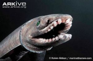 Frilled-shark-Kelvin Aitken Arkive