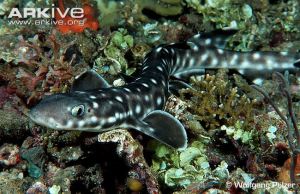 Coral-catshark-on-coral-reef Wolfgang Polzer