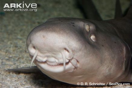 Brownbanded-bamboo-shark-close-up D.R. Schrichte