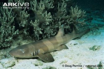 Juvenile-brownbanded-bamboo-shark-bands-starting-to-fade Doug Perrine