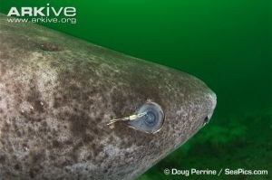 Close-up-of-parasitic-copepod-on-eye-of-Greenland-shark Doug Perrine