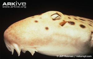 Epaulette-shark-close-up jeff Rotman