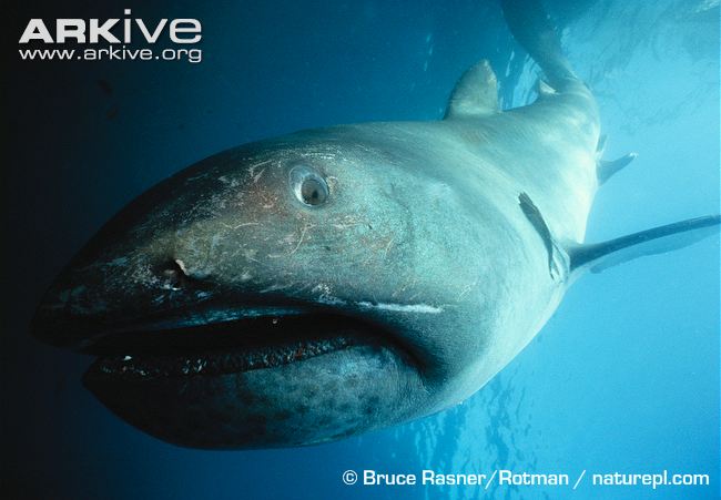 Megamouth-shark Bruce Rasner Rotman Arkive